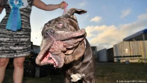 2017 World's Ugliest Dog