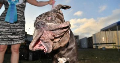 2017 World's Ugliest Dog