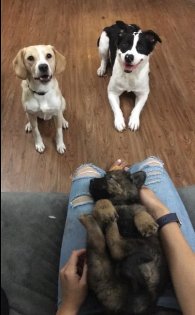 Teddy, Captain, and chewy Teddy, Captain, and chewy