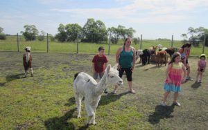 Alpacas Dance Classes