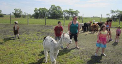 Alpacas Dance Classes