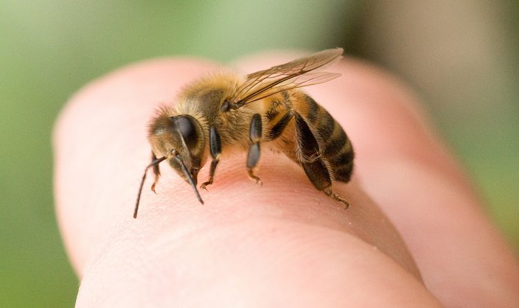 Bee sting