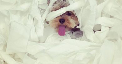 Yorkshire Terrier cute mess